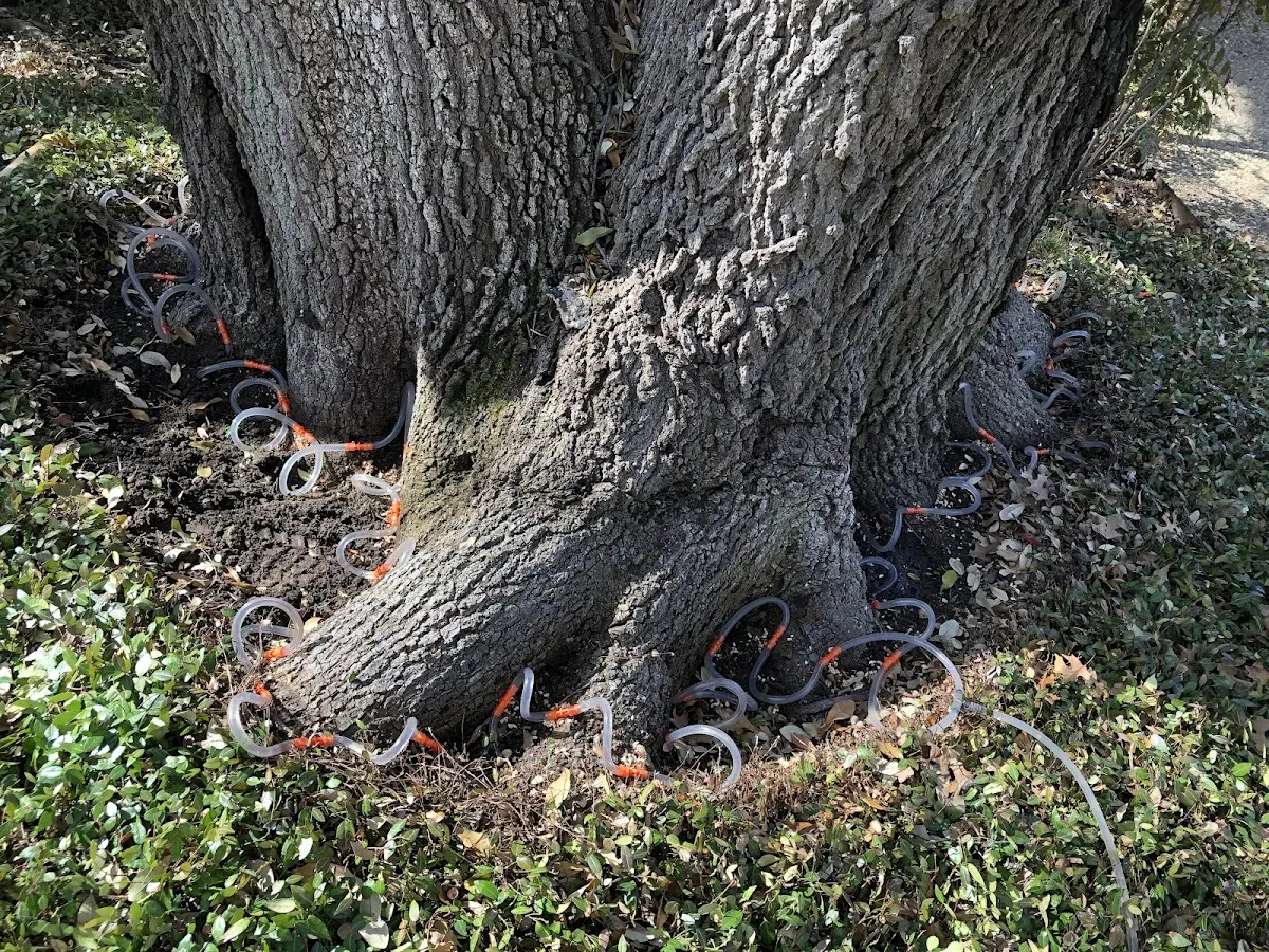 Detailed Tree Cabling and Bracing job site in Fortville