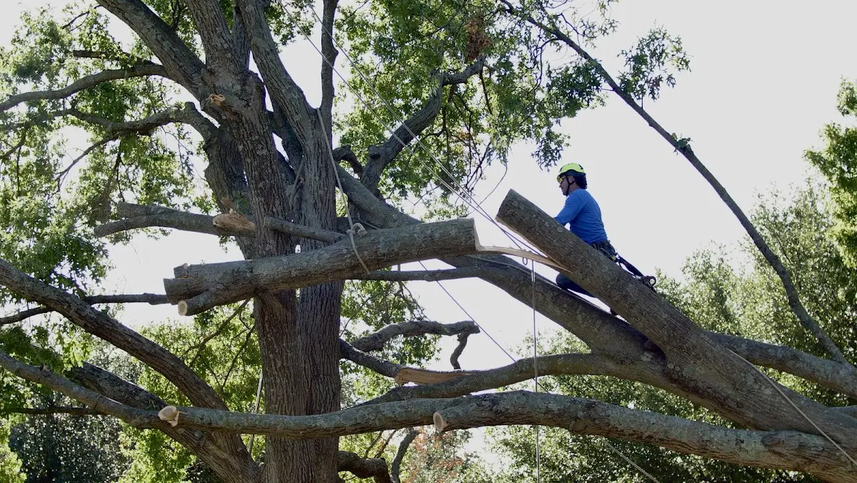 Professional Hazardous Tree Removal performed by certified arborists in Fortville