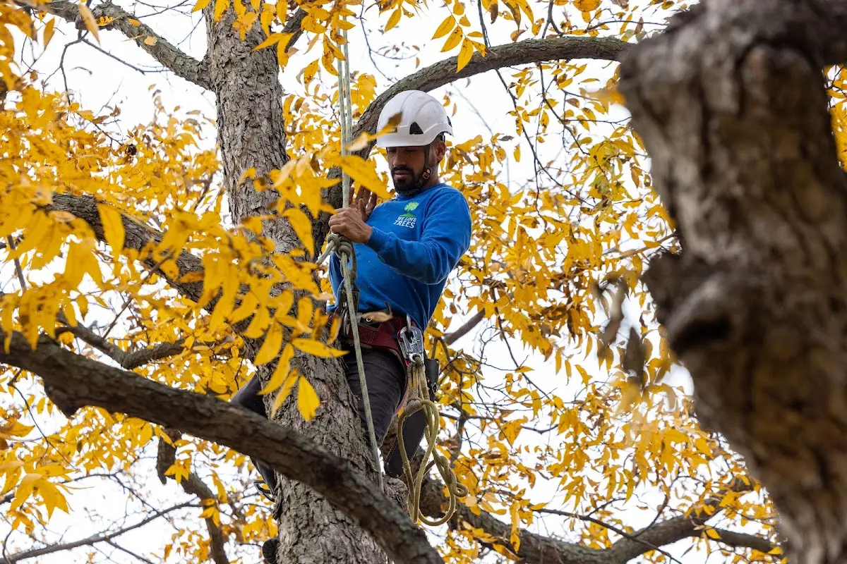 Skilled Tree Planting crew working in Fortville